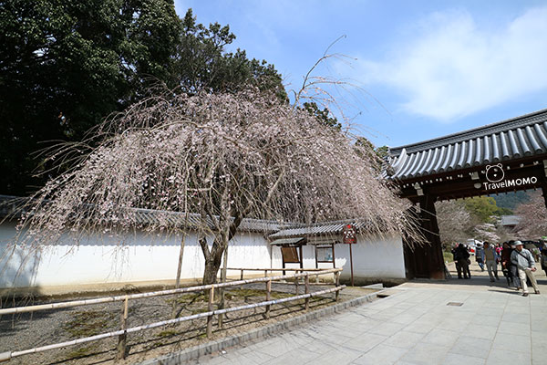 Daigoji in Kyoko, Japan 日本京都醍醐寺