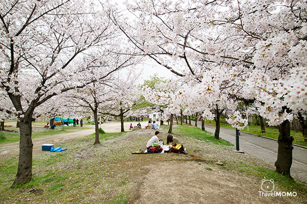 Kema Sakuranomiya Park in Osaka 大阪毛馬櫻之宮海濱公園