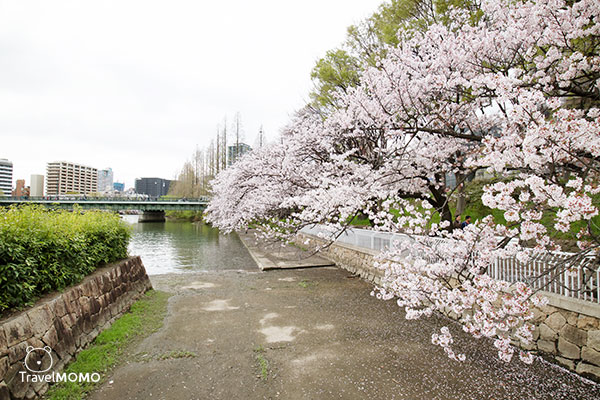 Kema Sakuranomiya Park in Osaka 大阪毛馬櫻之宮海濱公園