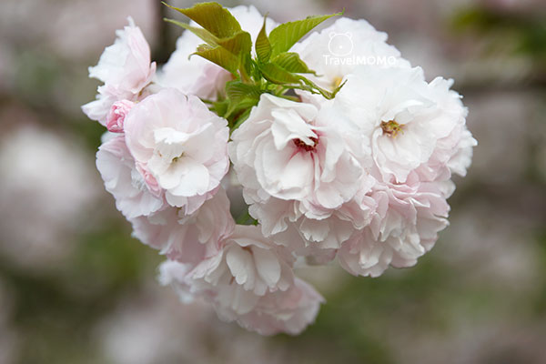 大阪城公園賞櫻 Cherry blossom in Osaka Castle Park