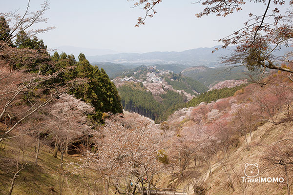 Kami-senbon at Yoshinoyama 吉野山上千本