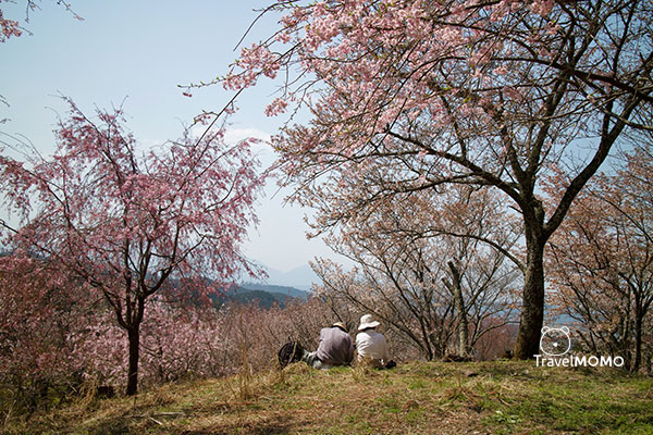 Yoshino cherry blossom 吉野山賞櫻