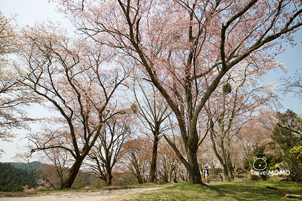 Sakura Tenjo-en Cherry Tree Exhibition Field 吉野山櫻展示園