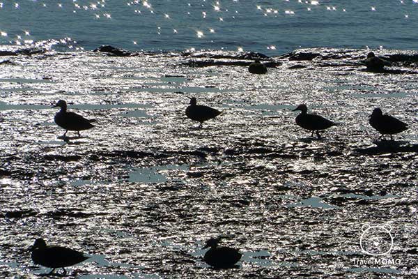 Luncheon Bay is home to many kinds of birds,