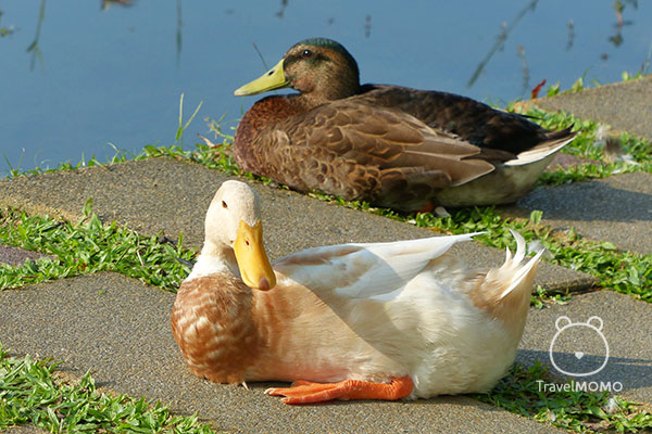 Ducks by the Plum Lake. 梅花湖畔的鴨。