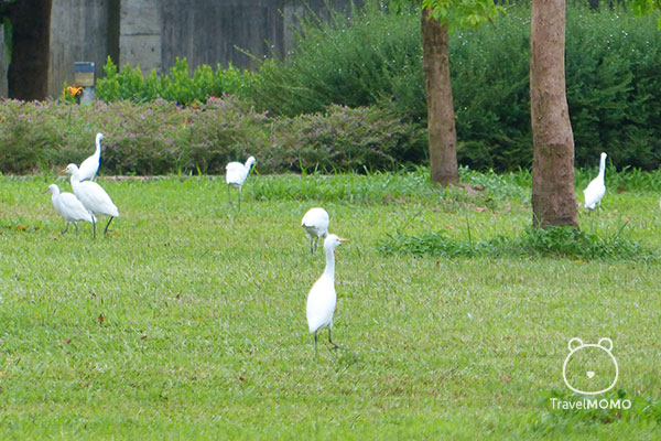Egrets in the yard. 花園可以看到白鷺