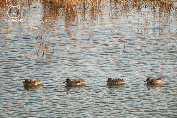 Ducks in Bomun Lake of Gyeongju 慶州普門湖
