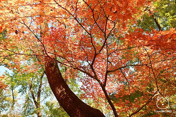 Maple trees in Seonunsan Mountain 禪雲山楓葉樹