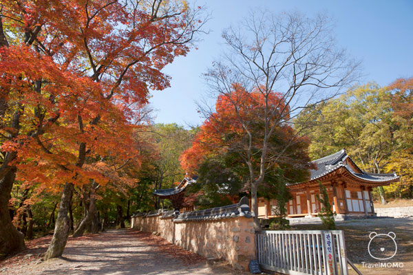 Templestay in Seonunsa Temple of Korea 韓國寺廟寄宿體驗