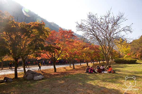 Picnic in Naejangsan 內臟山野餐