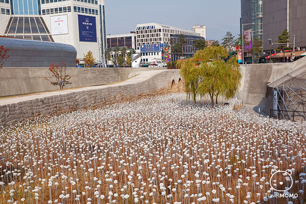 Rose garden at DDP in Seoul 首爾東大門玫瑰園
