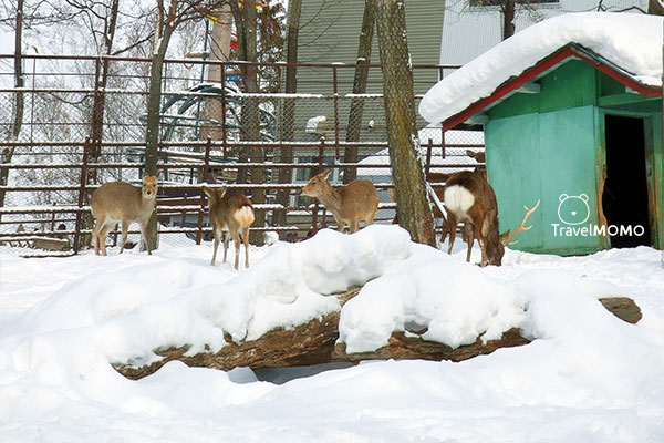 Reindeers in Asahiyama Zoo 旭山動物園內的馴鹿