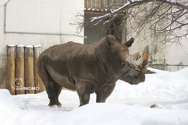 Rhinoceros in Asahiyama Zoo 犀牛