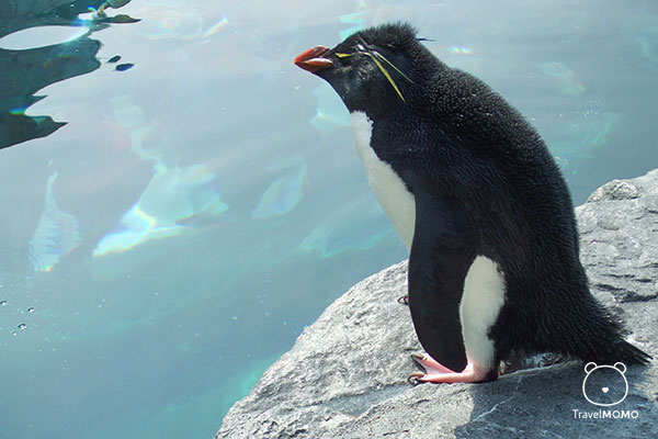 Crested penguin 冠毛企鵝