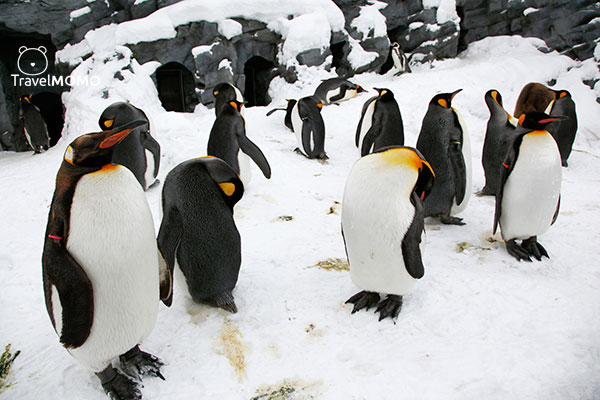King penguins in Asahiyama Zoo 旭山動物園的皇帝企鵝