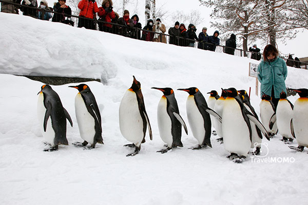 Penguin parade at Asahiyama Zoo in Hokkaido 北海道旭山動物園企鵝巡遊