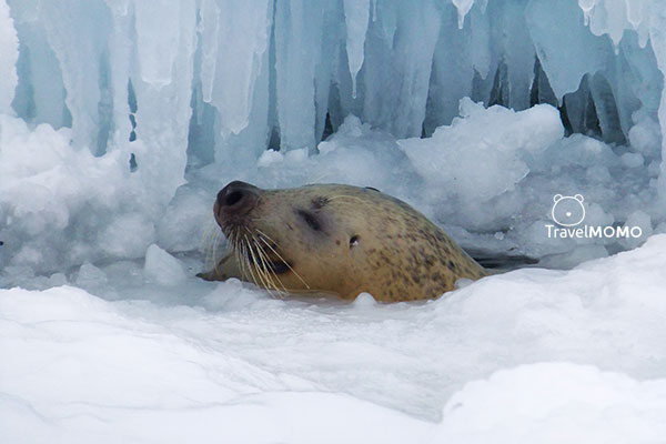 Spotted seal 海豹