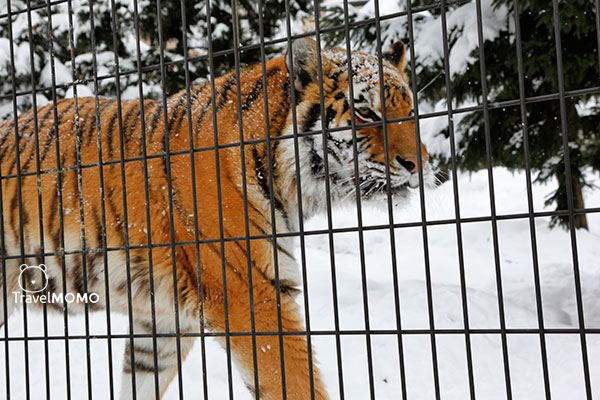 Siberian tiger 西伯利亞老虎