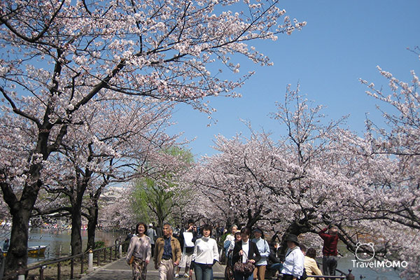 Cherry blossom in Japan 日本賞櫻