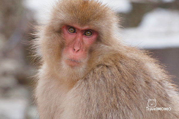 Jigokudani monkey park in Nagano 長野地獄谷野猿公園