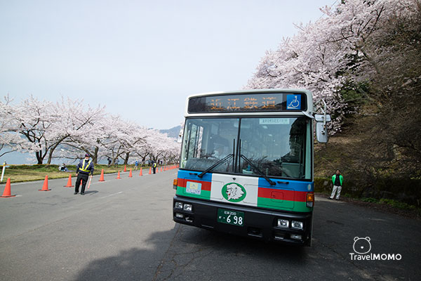 Cherry blossom at Kaizu Oskai  along Lake Biwa 琵琶湖海津大崎賞櫻