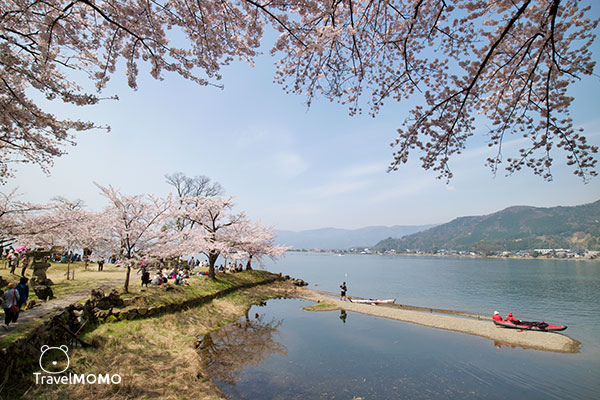 Kaizusaki of Lake Biwa in Spring 琵琶湖海津大崎賞櫻