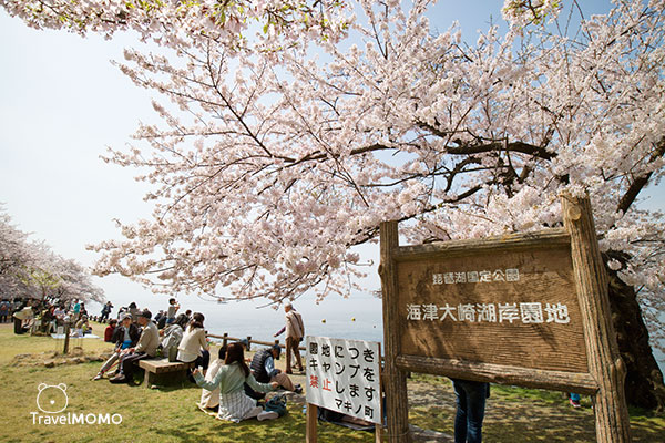 Cherry blossom at Kaizuosaki of Lake Biwa 琵琶湖海津大崎賞櫻