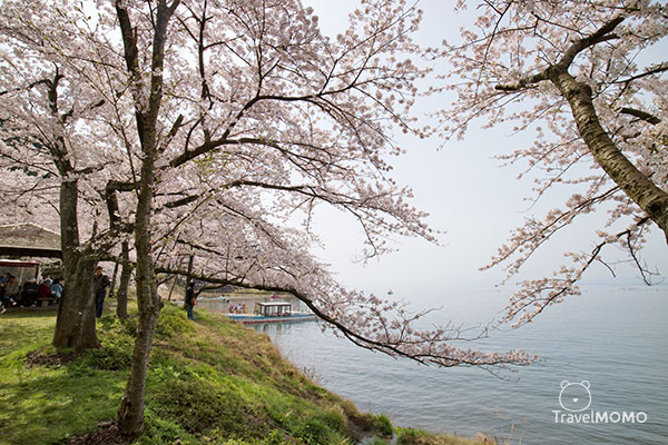 Kaizuosaki at Lake Biwa 琵琶湖海津大崎