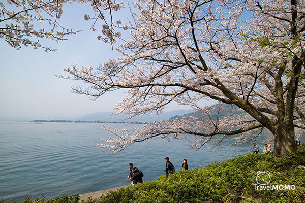 Kaizusaki of Lake Biwa in Spring 琵琶湖海津大崎賞櫻