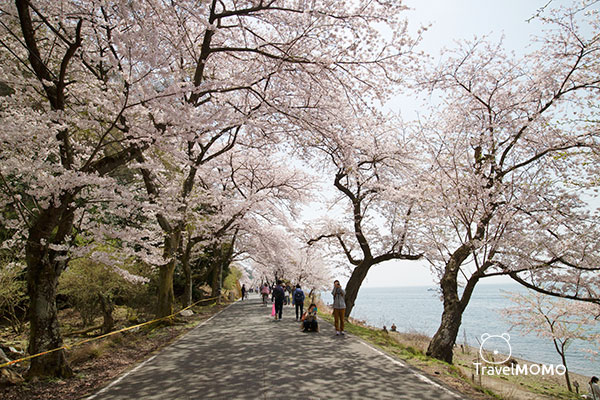 Cherry blossom at Kaizuosaki of Lake Biwa 琵琶湖海津大崎賞櫻