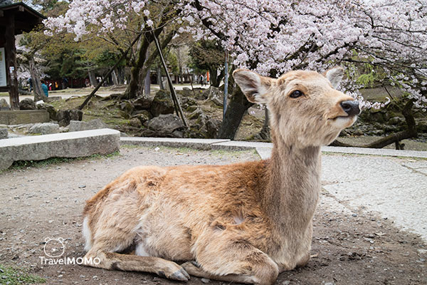 Nara Park in Japan 日本奈良公園