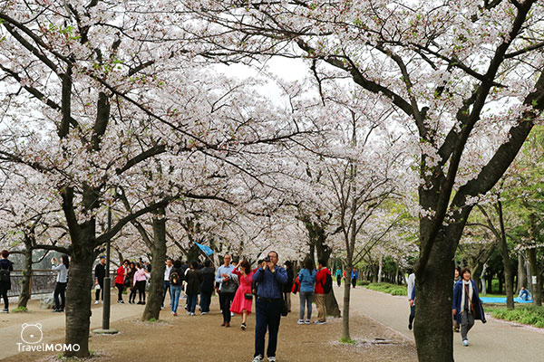 大阪城公園賞櫻 Cherry blossom in Osaka Castle Park