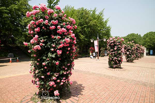 Rose festival at Olympic Park in Seoul 首爾奧林匹克公園玫瑰花節
