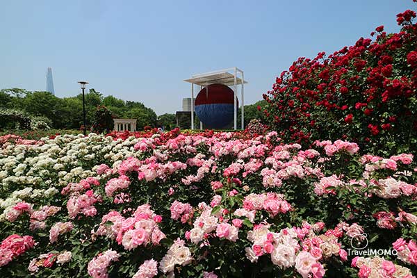 Rose festival at Olympic Park in Seoul  首爾奧林匹克公園玫瑰花節