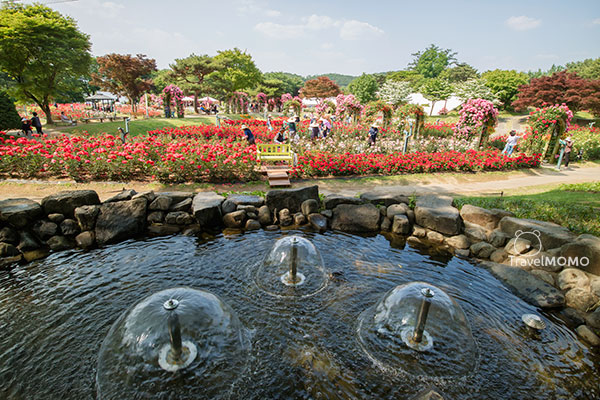 Rose festival in Seoul Grand Park 首爾大公園玫瑰花節