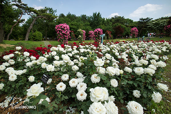Rose festival in Seoul Grand Park 首爾大公園玫瑰花節