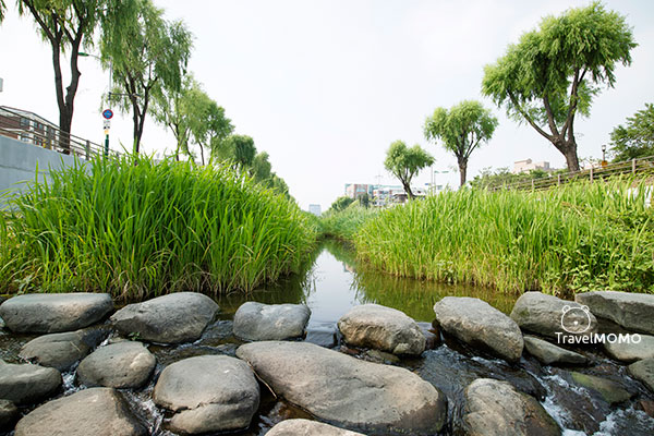 Suwoncheon Stream 水原川