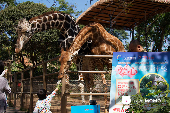 Feeding giraffes 餵飼長頸鹿